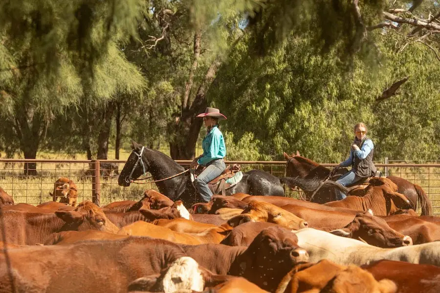Photograph showing two cowgirls on horseback herding a large group of brown and white cattle in a fenced outdoor area with trees in the background. One wears a wide-brimmed hat and turquoise shirt, while the other wears a blue shirt and sunglasses, highlighting cattle ranching activity.
